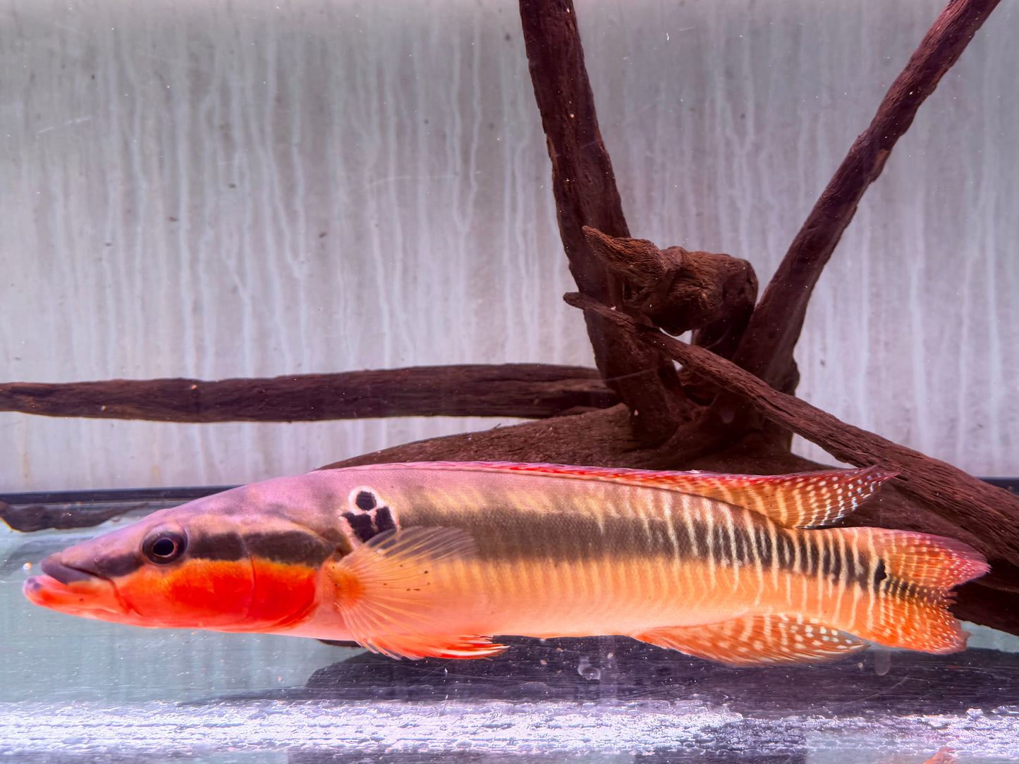 Hechtbuntbarsch Crenicichla zebrina 25-32 cm