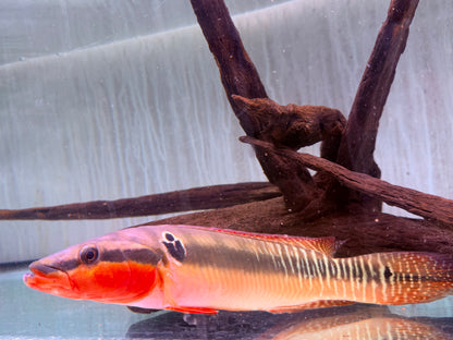 Hechtbuntbarsch Crenicichla zebrina 25-32 cm