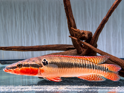 Hechtbuntbarsch Crenicichla zebrina 25-32 cm