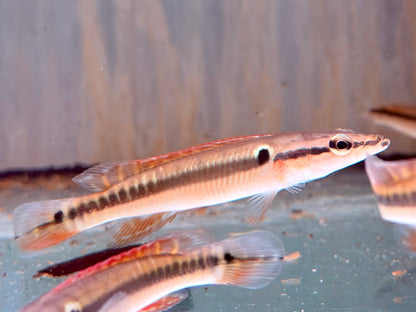 Hechtbuntbarsch Crenicichla zebrina 9-10 cm