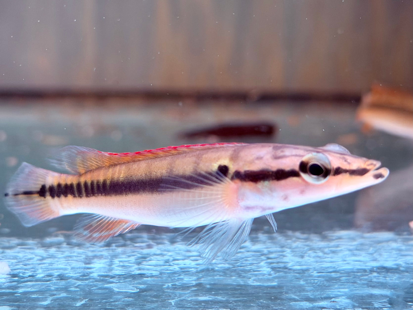 Hechtbuntbarsch Crenicichla zebrina 9-10 cm