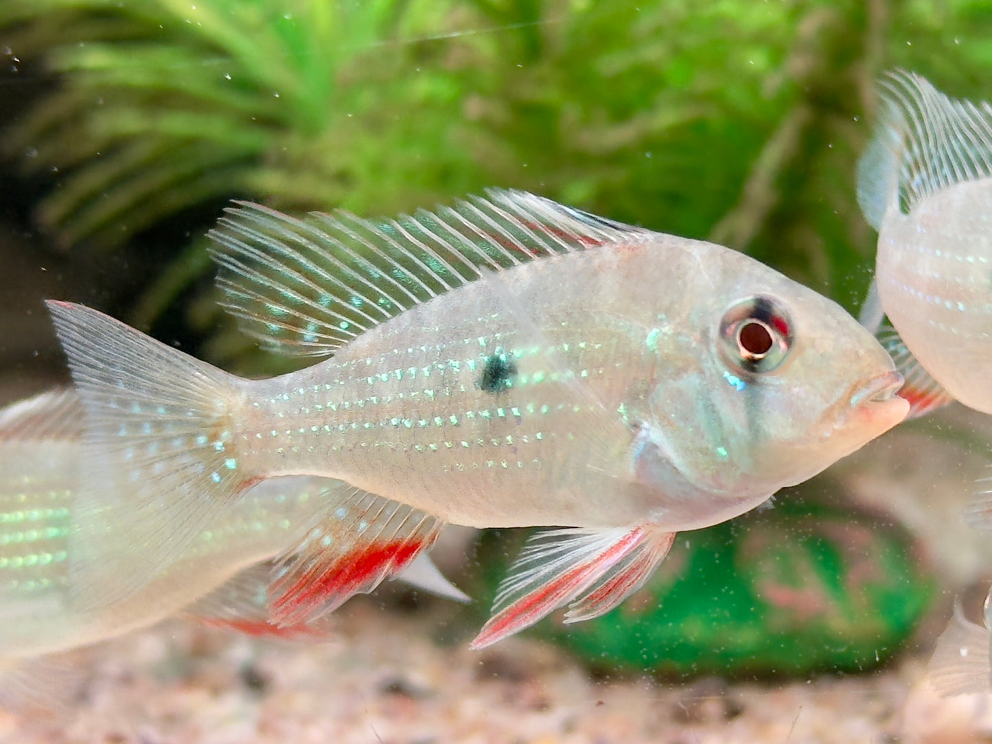 Heckels Buntbarsch Acarichthys heckelii