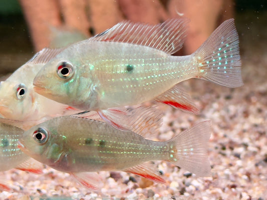 Heckels Buntbarsch Acarichthys heckelii