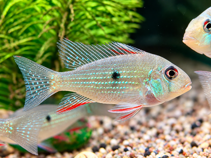 Heckels Buntbarsch Acarichthys heckelii