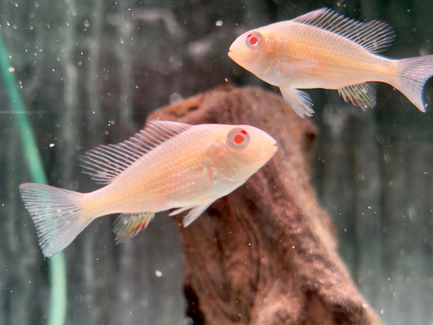 Heckels Buntbarsch albino Acarichthys heckelii