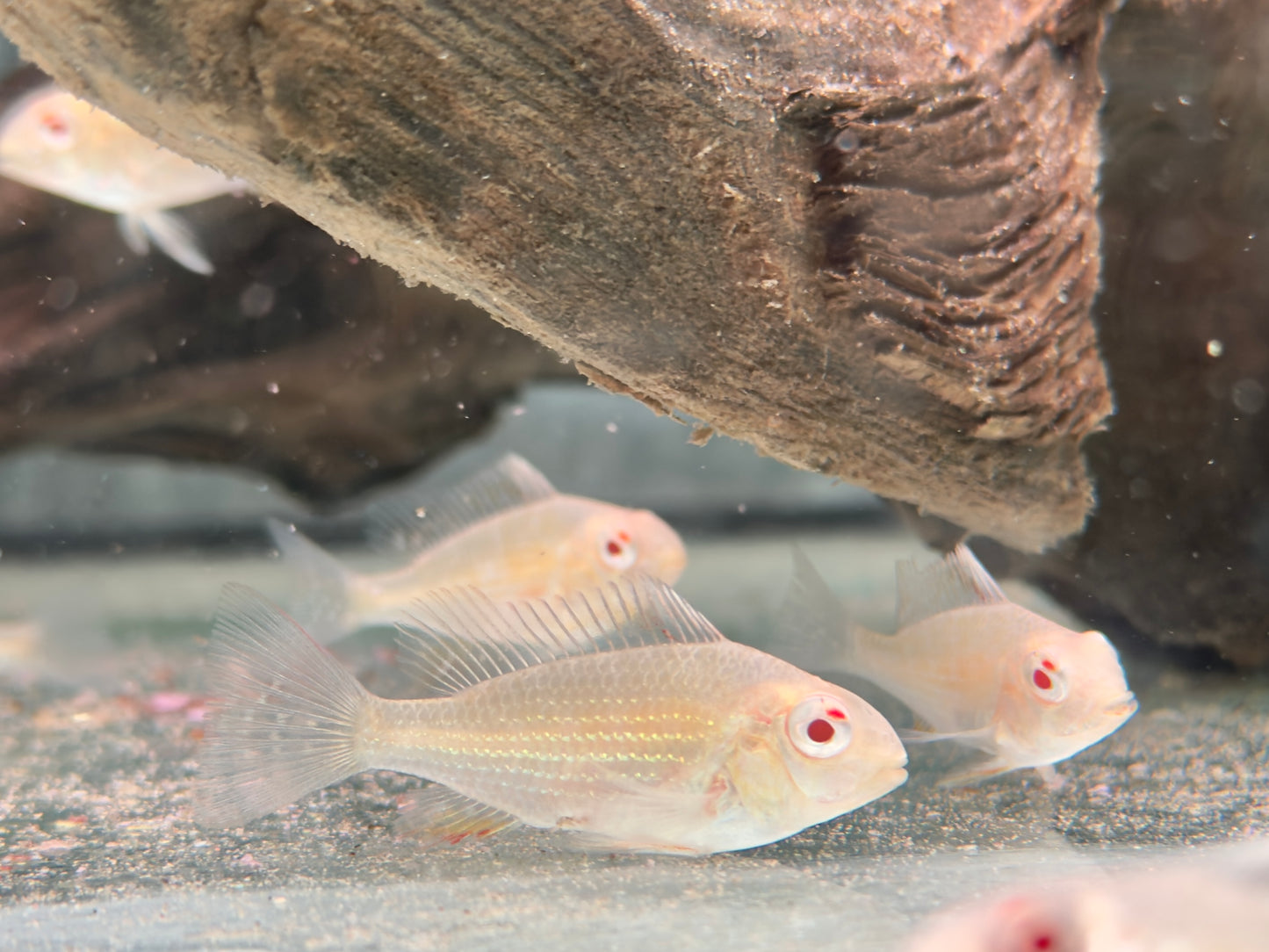 Heckels Buntbarsch albino Acarichthys heckelii