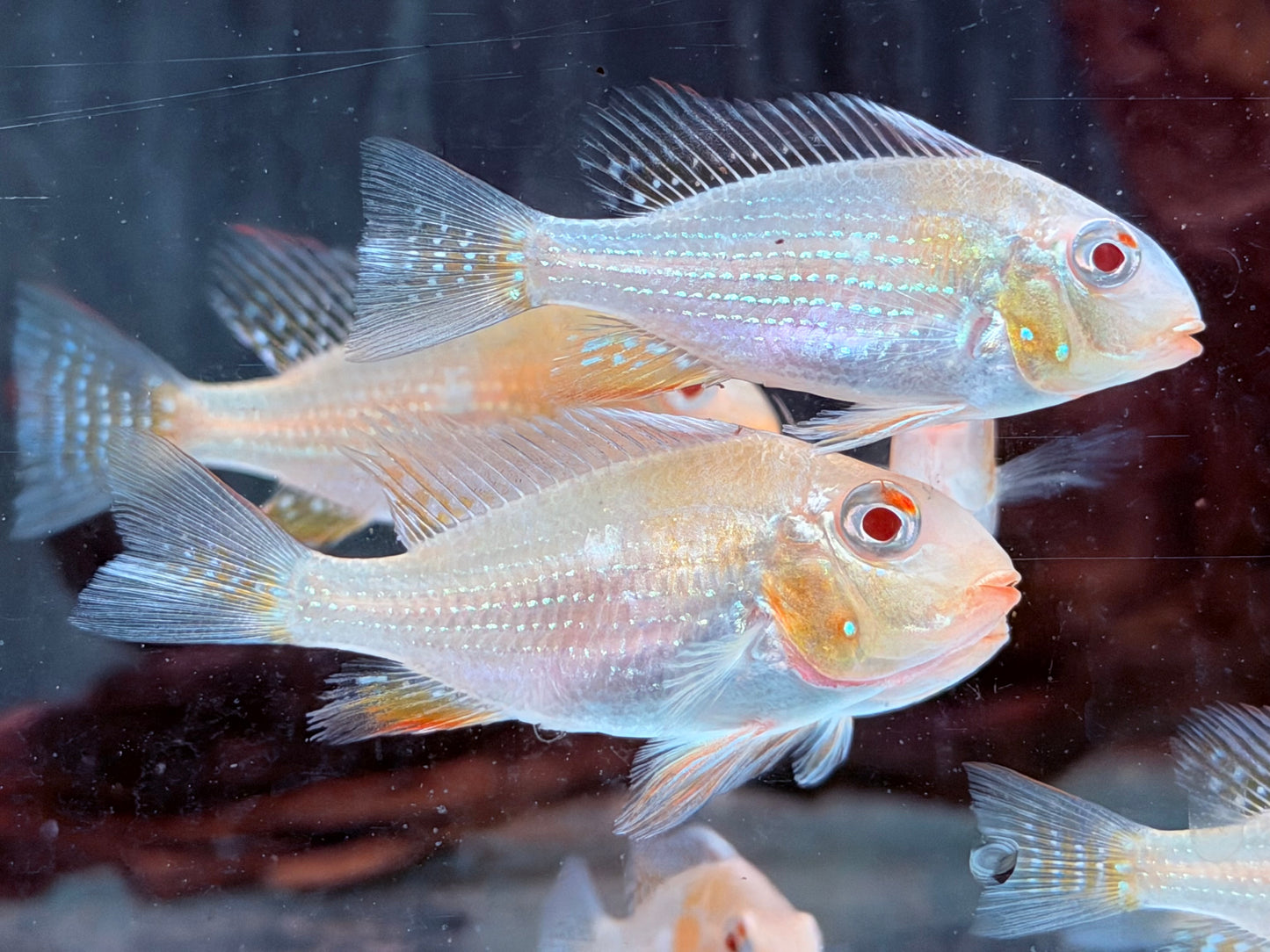 Heckels Buntbarsch albino Acarichthys heckelii 6-7 cm