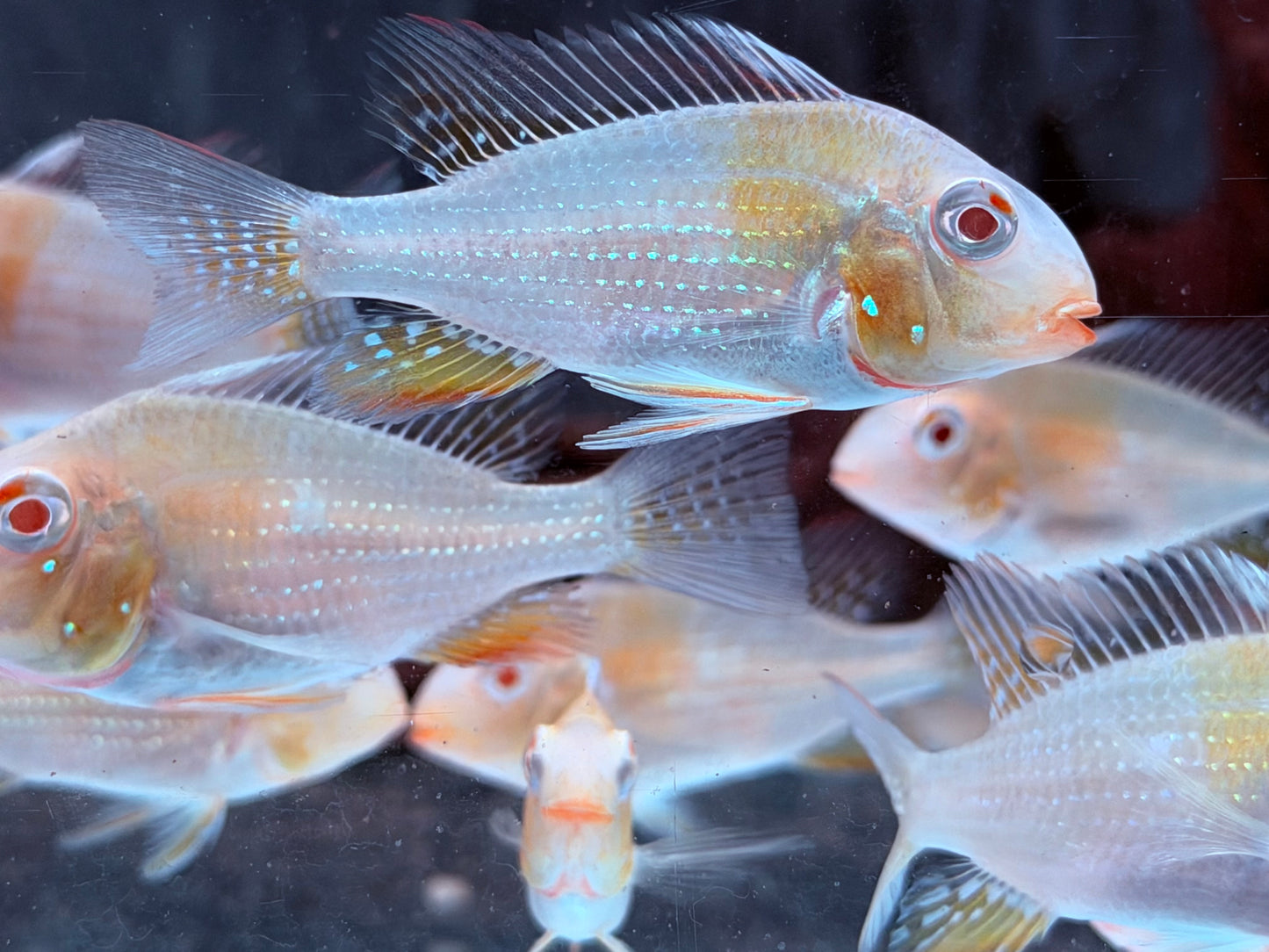 Heckels Buntbarsch albino Acarichthys heckelii 6-7 cm