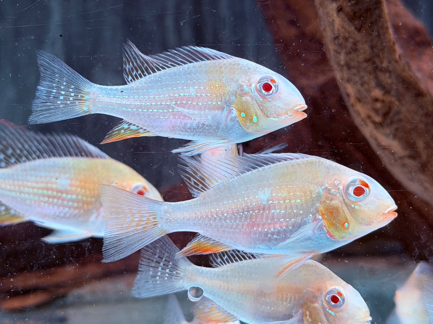 Heckels Buntbarsch albino Acarichthys heckelii 6-7 cm