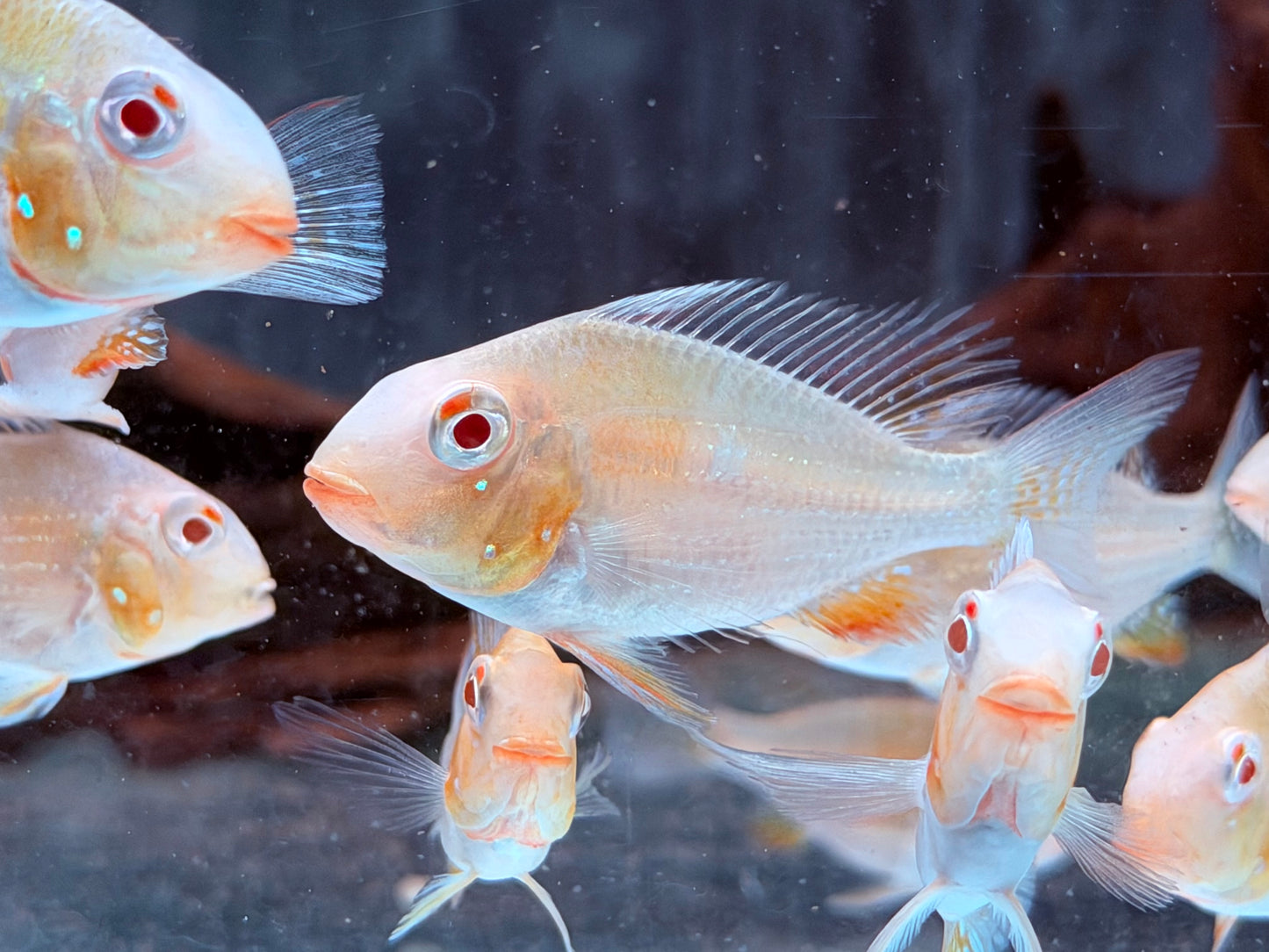 Heckels Buntbarsch albino Acarichthys heckelii 6-7 cm