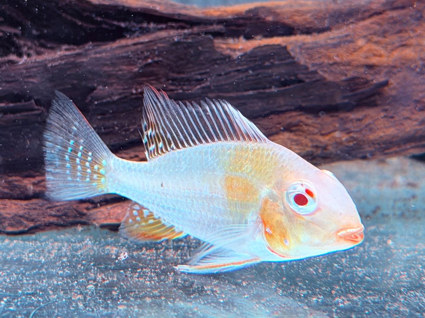 Heckels Buntbarsch albino Acarichthys heckelii 6-7 cm