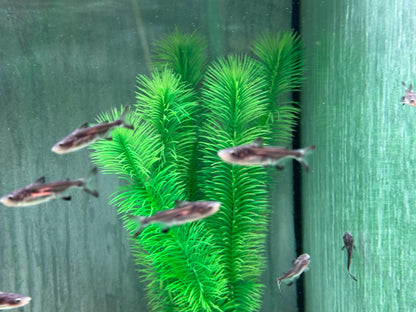 Hochflossenhaiwels Thai Shark Pangasius sanitwongsei 6-8 cm