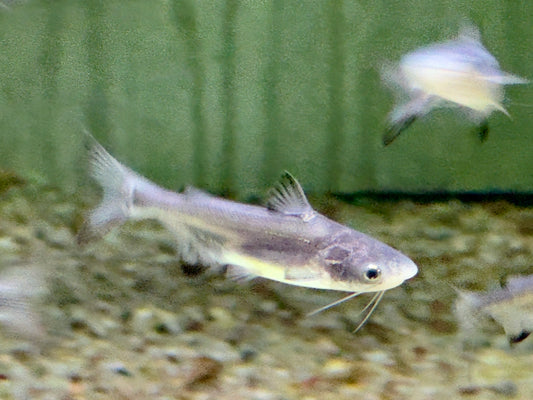Hochflossenhaiwels Thai Shark Pangasius sanitwongsei