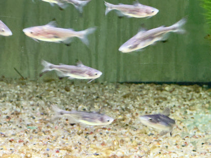Hochflossenhaiwels Thai Shark Pangasius sanitwongsei 6-8 cm