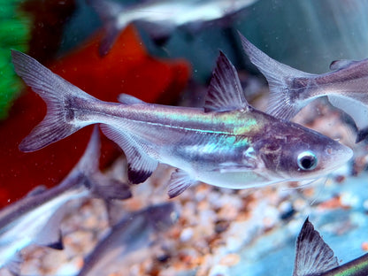 Hochflossenhaiwels Thai Shark Pangasius sanitwongsei 6-7 cm