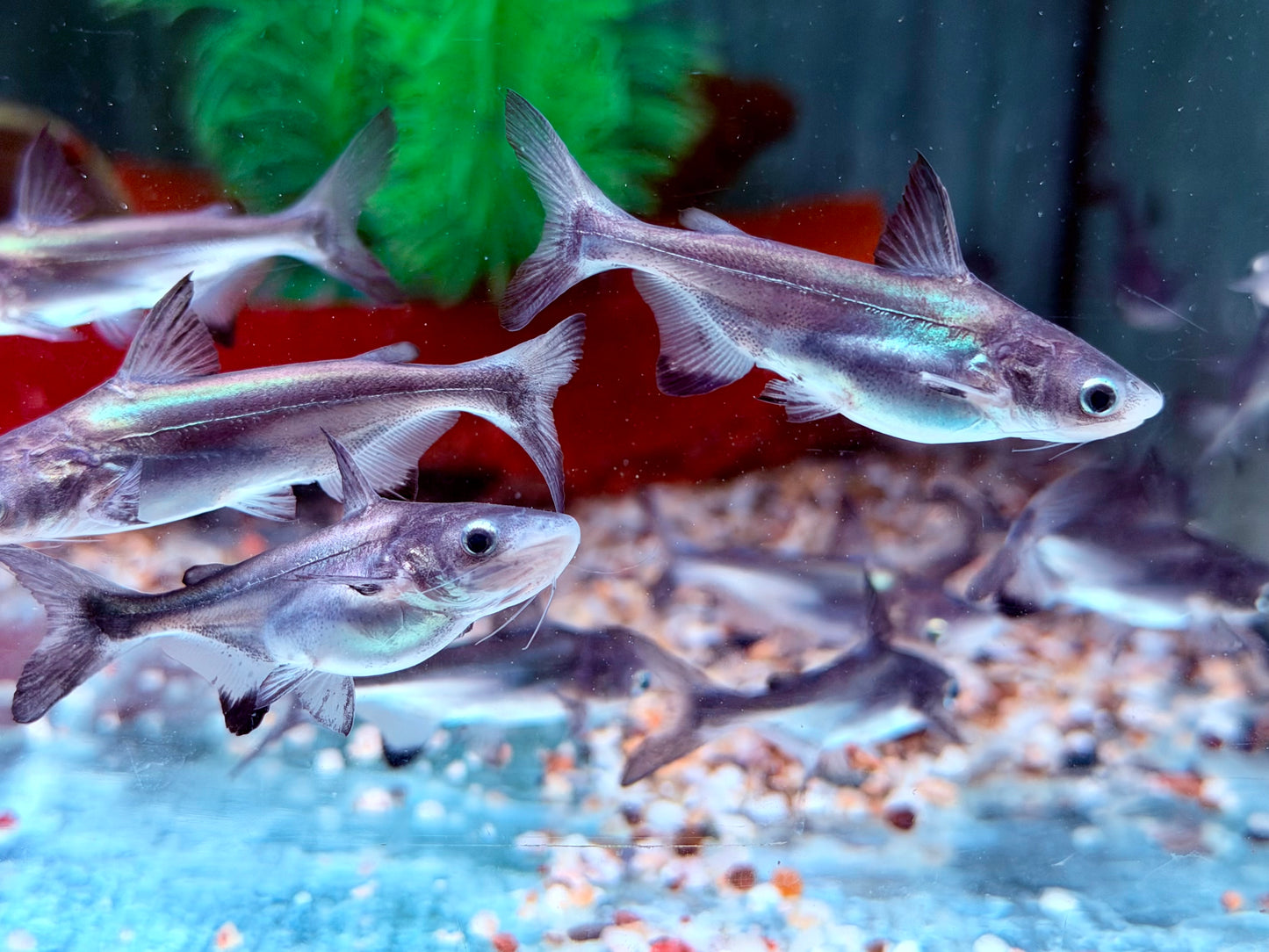 Hochflossenhaiwels Thai Shark Pangasius sanitwongsei 6-7 cm