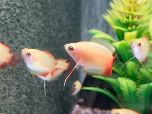 Honigfadenfisch Gold Colisa chuna