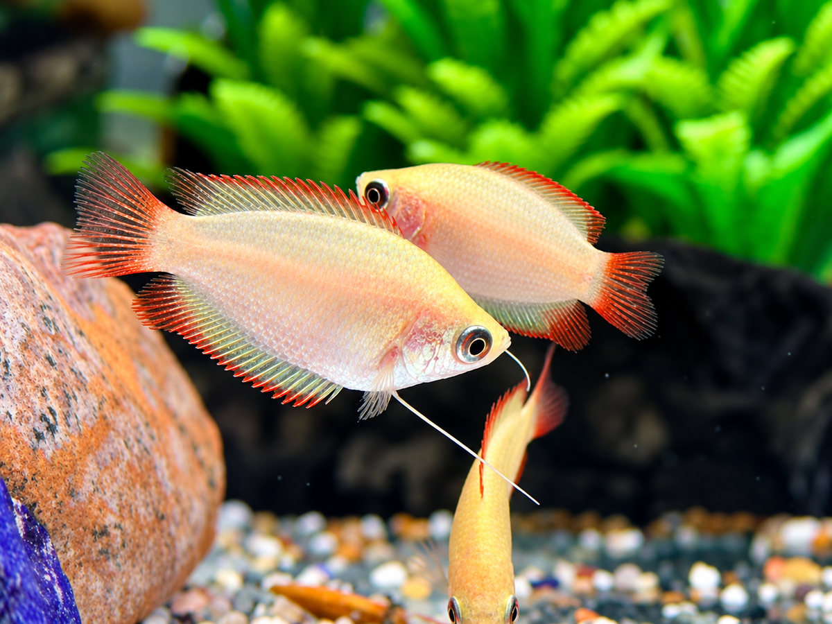 Honigfadenfisch Gold Colisa chuna
