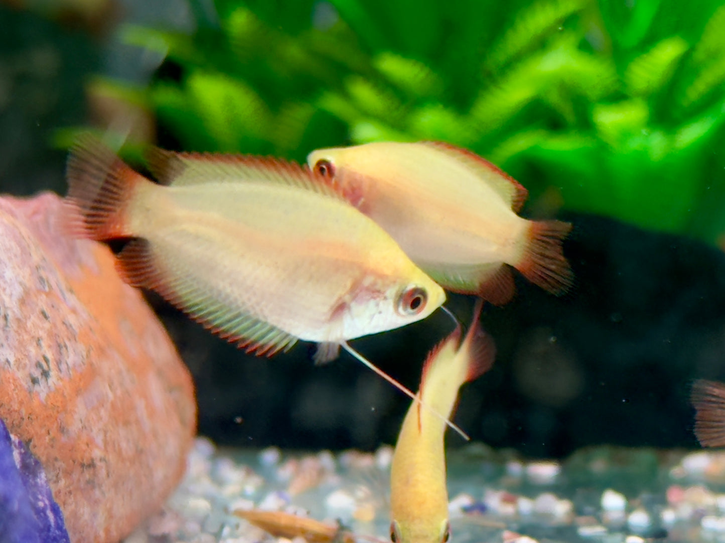 Honigfadenfisch Gold Colisa chuna