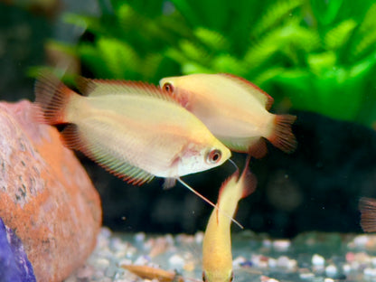Honigfadenfisch Gold Colisa chuna