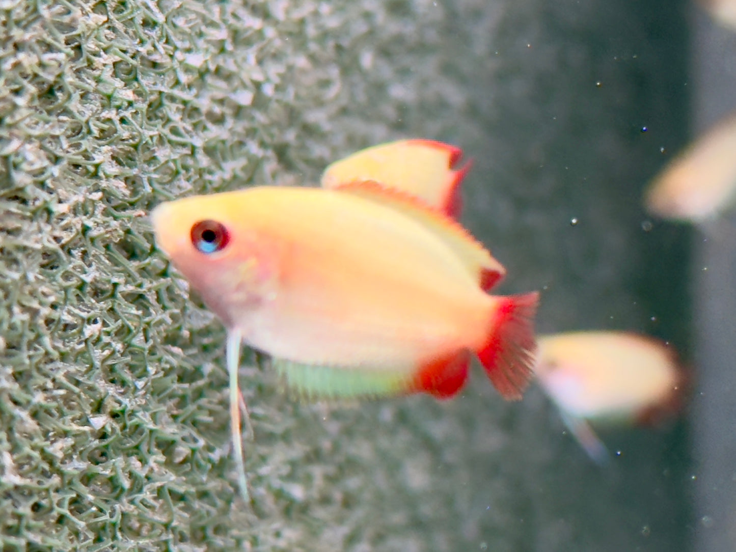 Honigfadenfisch Gold Colisa chuna