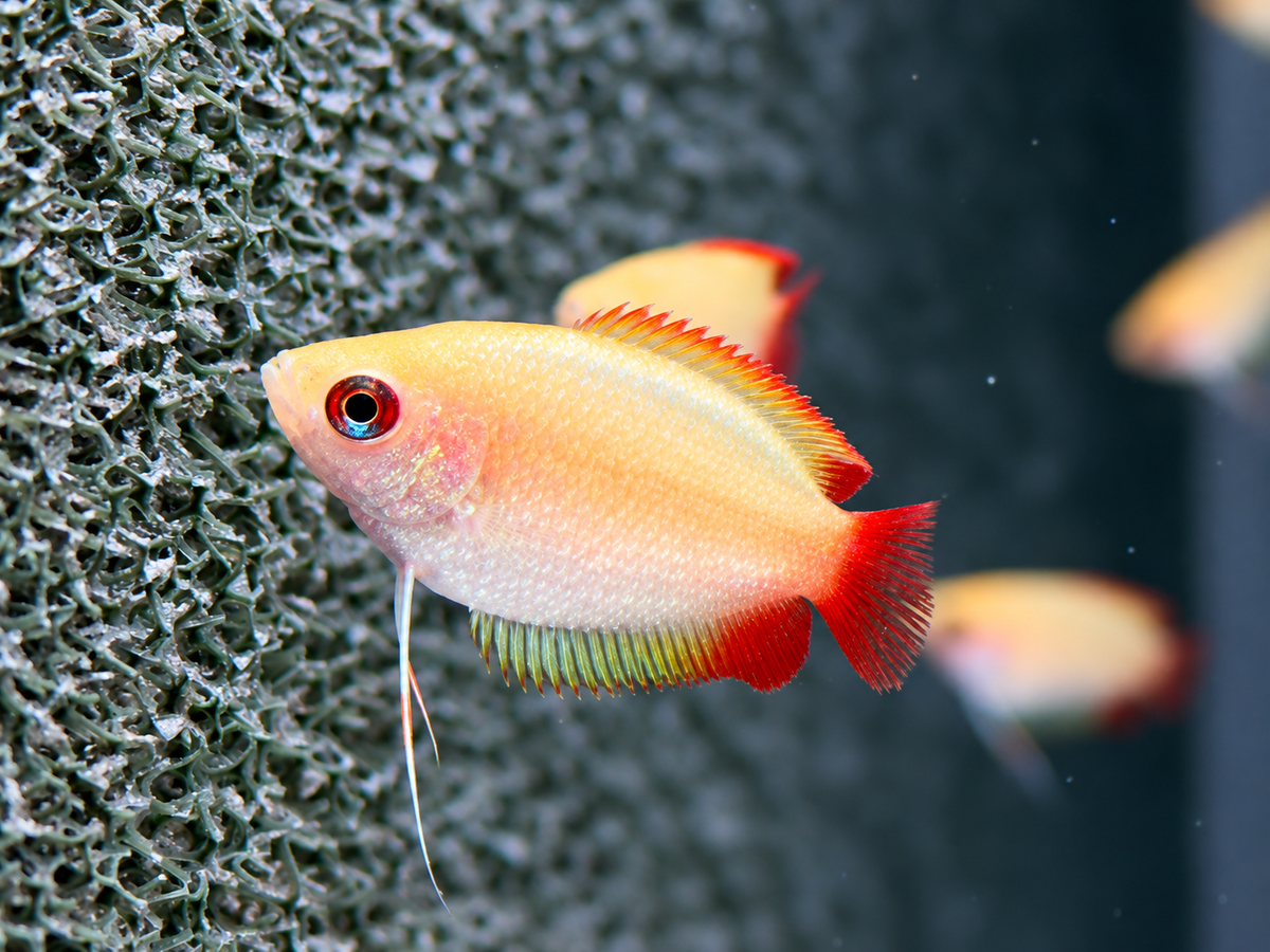 Honigfadenfisch Gold Colisa chuna