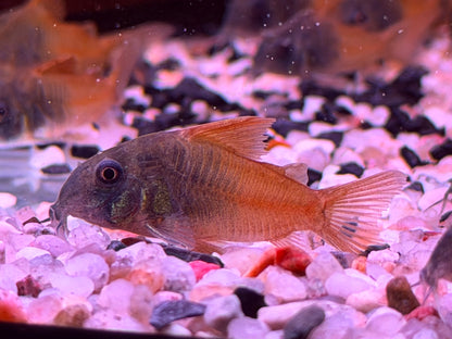 Hoplisoma sp. aff. concolor  Rio Tomo CW217 Panzerwels 3-4 cm