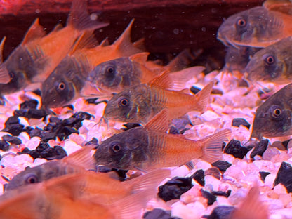 Hoplisoma sp. aff. concolor  Rio Tomo CW217 Panzerwels 3-4 cm