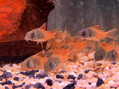 Hoplisoma sp. aff. concolor  Rio Tomo CW217 Panzerwels 3-4 cm