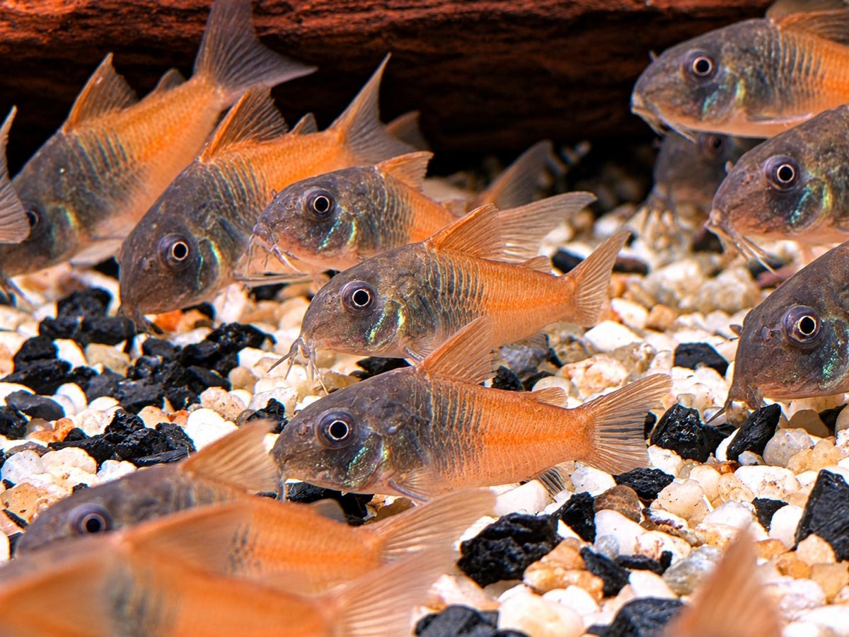 Hoplisoma sp. aff. concolor  Rio Tomo CW217 Panzerwels 3-4 cm