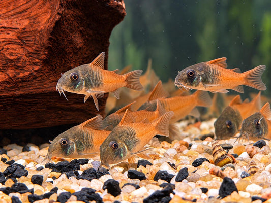 Hoplisoma sp. aff. concolor  Rio Tomo CW217 Panzerwels 3-4 cm