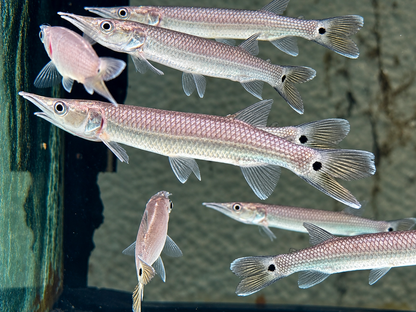 Hujeta Hechtsalmler Ctenolucius hujeta 10-12 cm