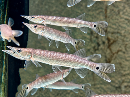 Hujeta Hechtsalmler Ctenolucius hujeta 10-12 cm