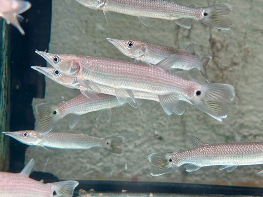 Hujeta Hechtsalmler Ctenolucius hujeta 9-10 cm