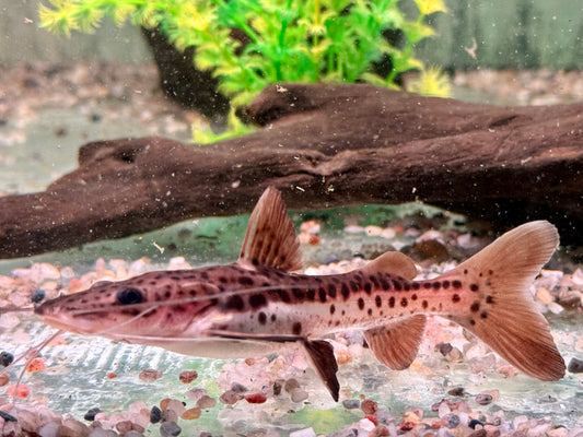 Hybrid Tigerspatelwels x Rotflossenantennewels 12-14 cm