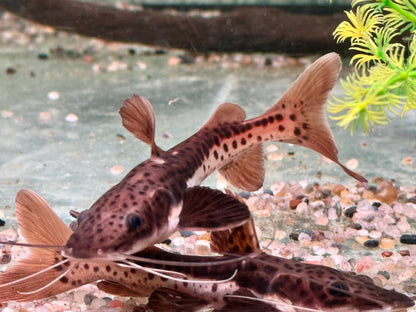 Hybrid Tigerspatelwels x Rotflossenantennewels 12-14 cm