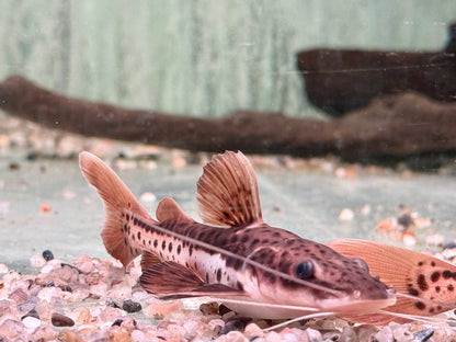 Hybrid Tigerspatelwels x Rotflossenantennewels 12-14 cm