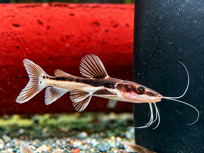 Hybrid Tigerspatelwels x Rotflossenantennewels 12-14 cm
