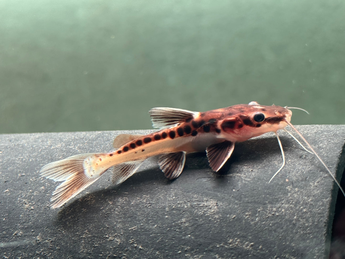 Hybrid Tigerspatelwels x Rotflossenantennewels 7-9 cm