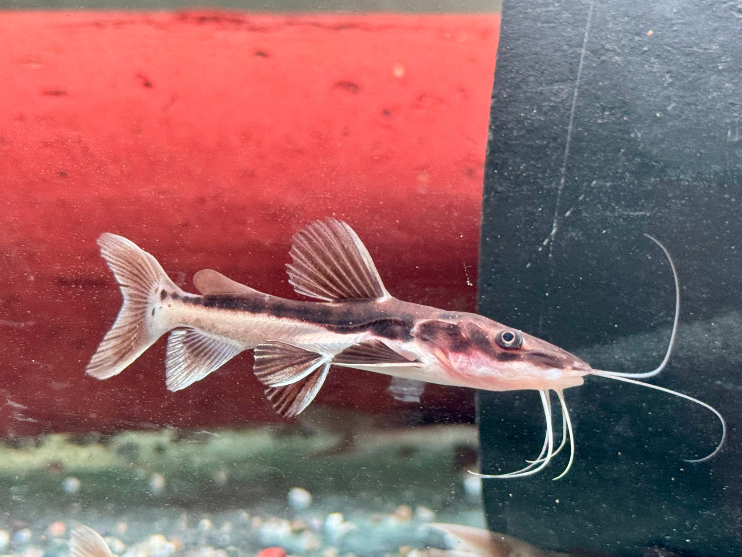 Hybrid Tigerspatelwels x Rotflossenantennewels 7-9 cm