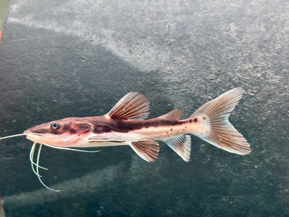 Hybrid Tigerspatelwels x Rotflossenantennewels 7-9 cm