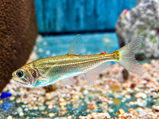 Hydrolycus armatus  Vampirfisch I Payara 7-9 cm