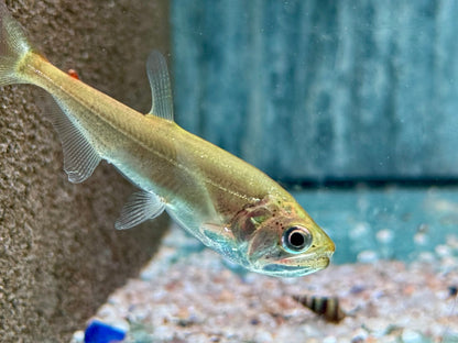 Hydrolycus armatus  Vampirfisch I Payara 6-8 cm