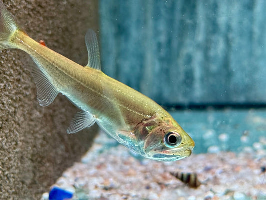 Hydrolycus armatus  Vampirfisch I Payara 6-8 cm