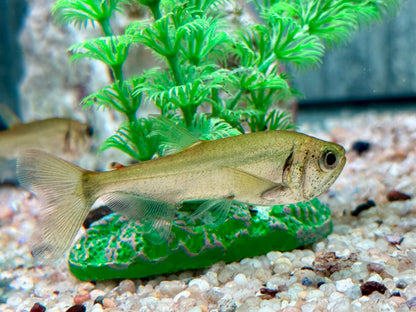 Hydrolycus armatus  Vampirfisch I Payara 6-8 cm