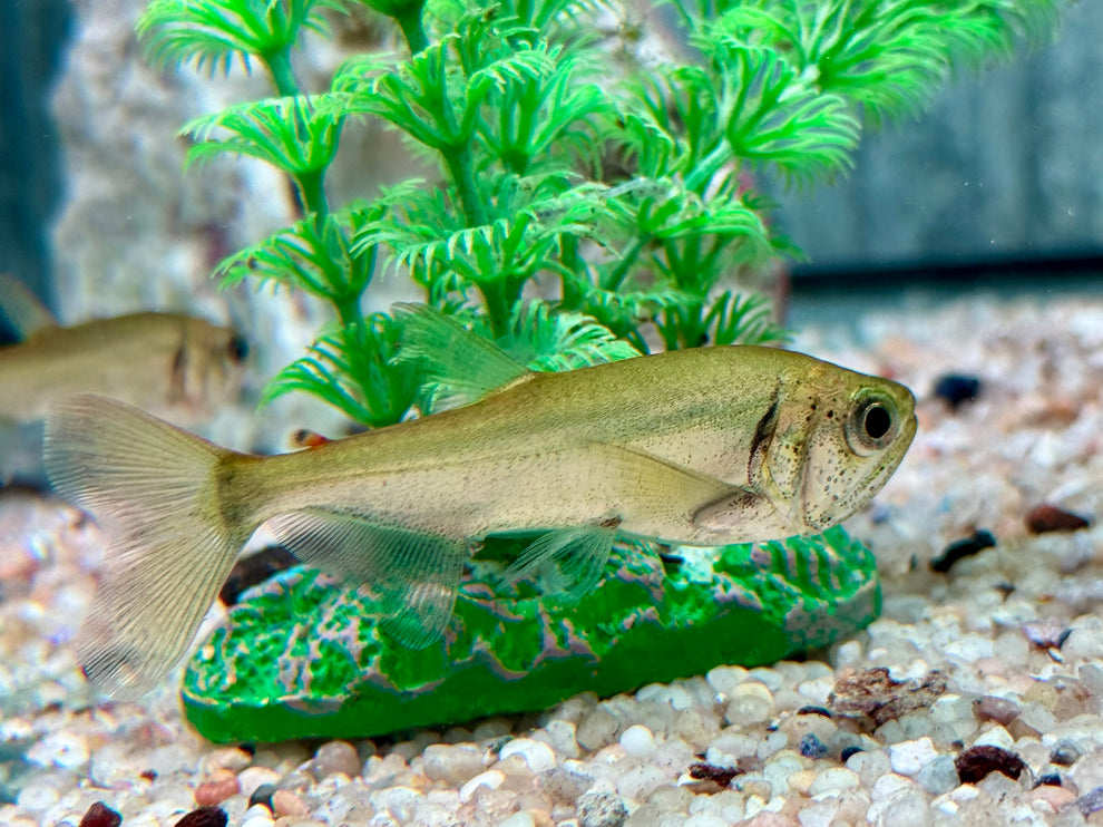 Hydrolycus armatus Vampirfisch I Payara 6-8 cm – zierfische-online.com