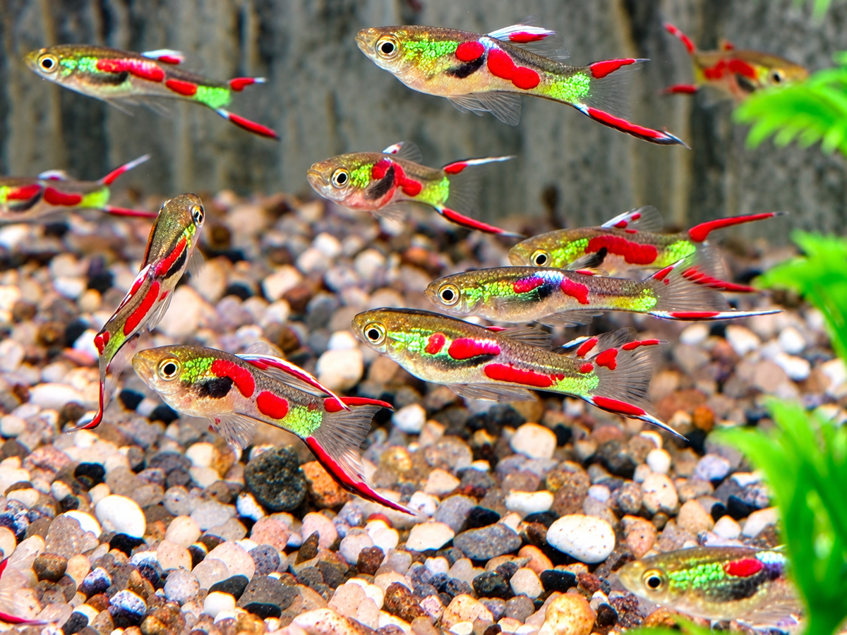 Endler Guppy Poecilia wingei Männchen
