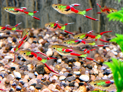 Endler Guppy Poecilia wingei Männchen