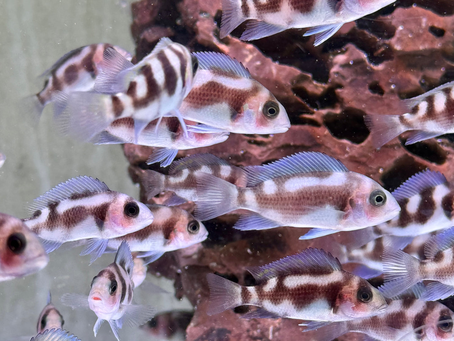 Tanganjika Beulenkopf Black Widow Cyphotilapia frontosa