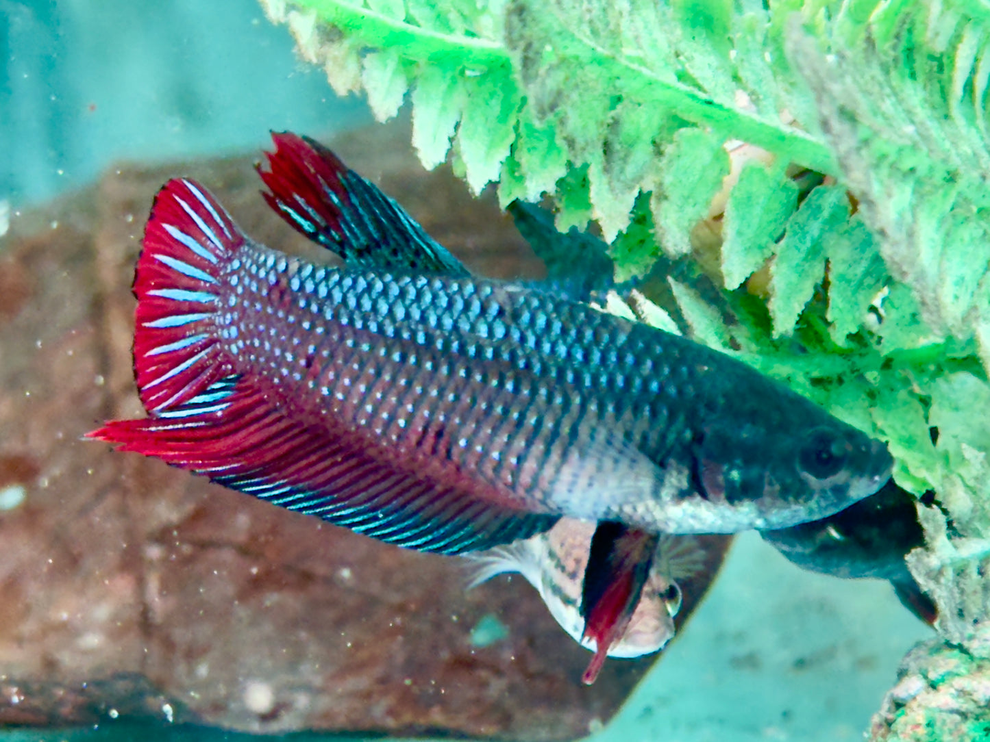 Kampffisch Betta splendens Weibchen